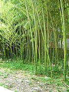 Дендрарий в Сочи - бамбук