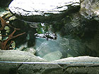 океанариум в Лазаревском - небольшие крокодилы
