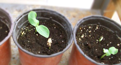как выращивать арбузы — рассада арбузов