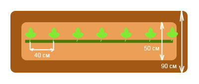 как выращивать арбузы — однострочная схема посадки