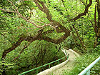 Дедеркой - фото - действительно `Зеленый огонек`, потому что много разных деревьев