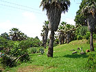 Дендрарий в Сочи - пушистые пальмы