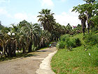 Дендрарий в Сочи - потрясающие широкоствольные пальмы