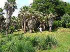 Дендрарий в Сочи - красивый вид с пальмами