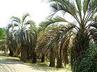 Дендрарий в Сочи - невысокие пальмы