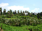 Дендрарий в Сочи - большие и маленькие пальмы