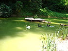 Дендрарий в Сочи - пруд с лебедями