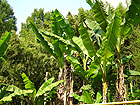 Дендрарий в Сочи - банановые пальмы