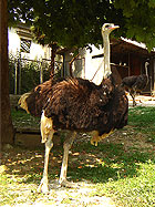 Дендрарий в Сочи - страусы