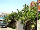 Лазаревское - частные фото - пальмы у дома