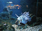 океанариум в Лазаревском - красивая рыбка