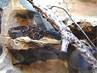 океанариум в Лазаревском - змея