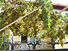 отдых в Вишневке - золотые гроздья винограда