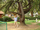 Парк Ривьера - фото - лиановая елка