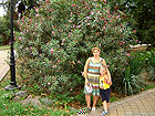 Парк Ривьера - фото - по пути из парка - с красивым цветастым кустом
