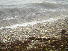 Вишневка - фото - водоросли на берегу после шторма