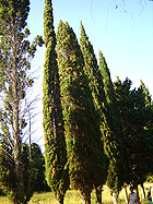 Вишневка - фото - стройные кипарисы вдоль аллеи